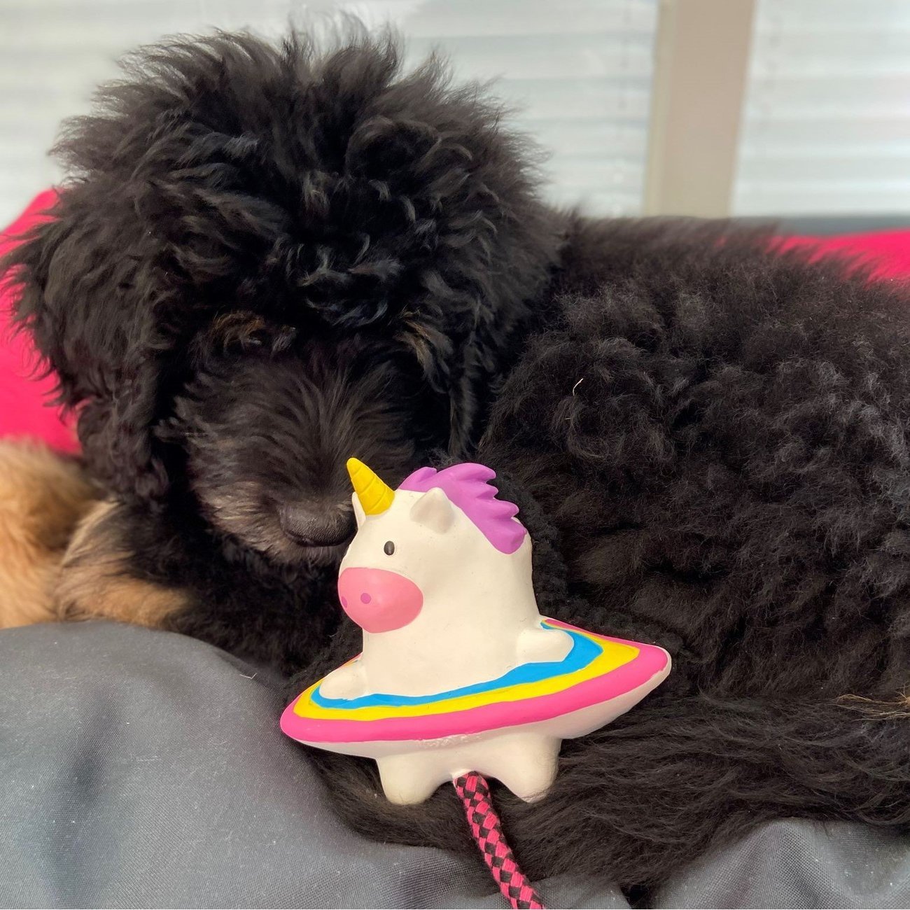 Snuggles Hundespielzeug Bild 12