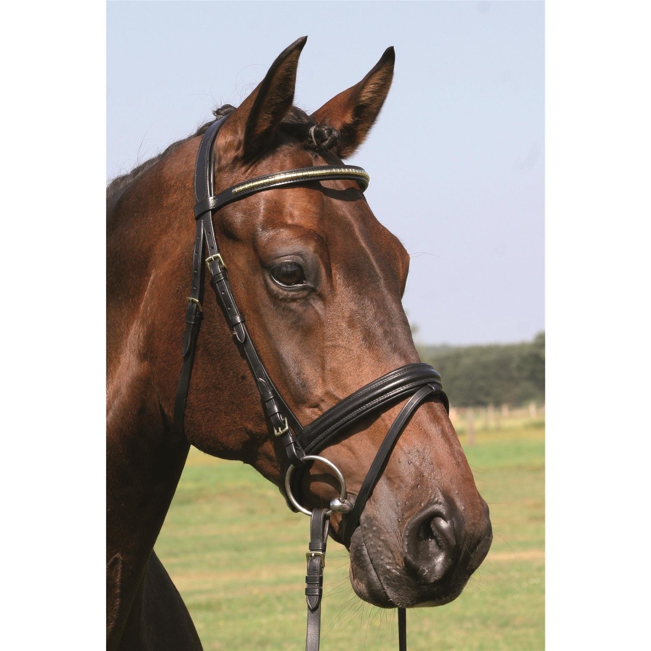 Hans Melzer Trense Bredeneek Messingstirnband Bild 9