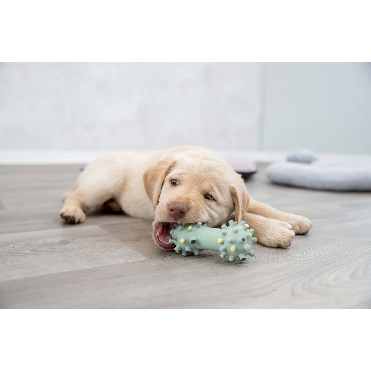 Mini Hantel Latex für Welpen Bild 2