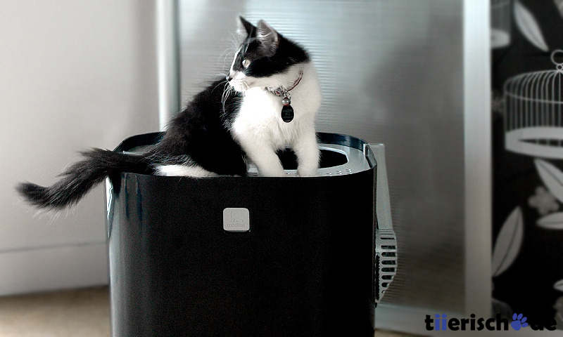 ModKat Katzentoilette Bild 10