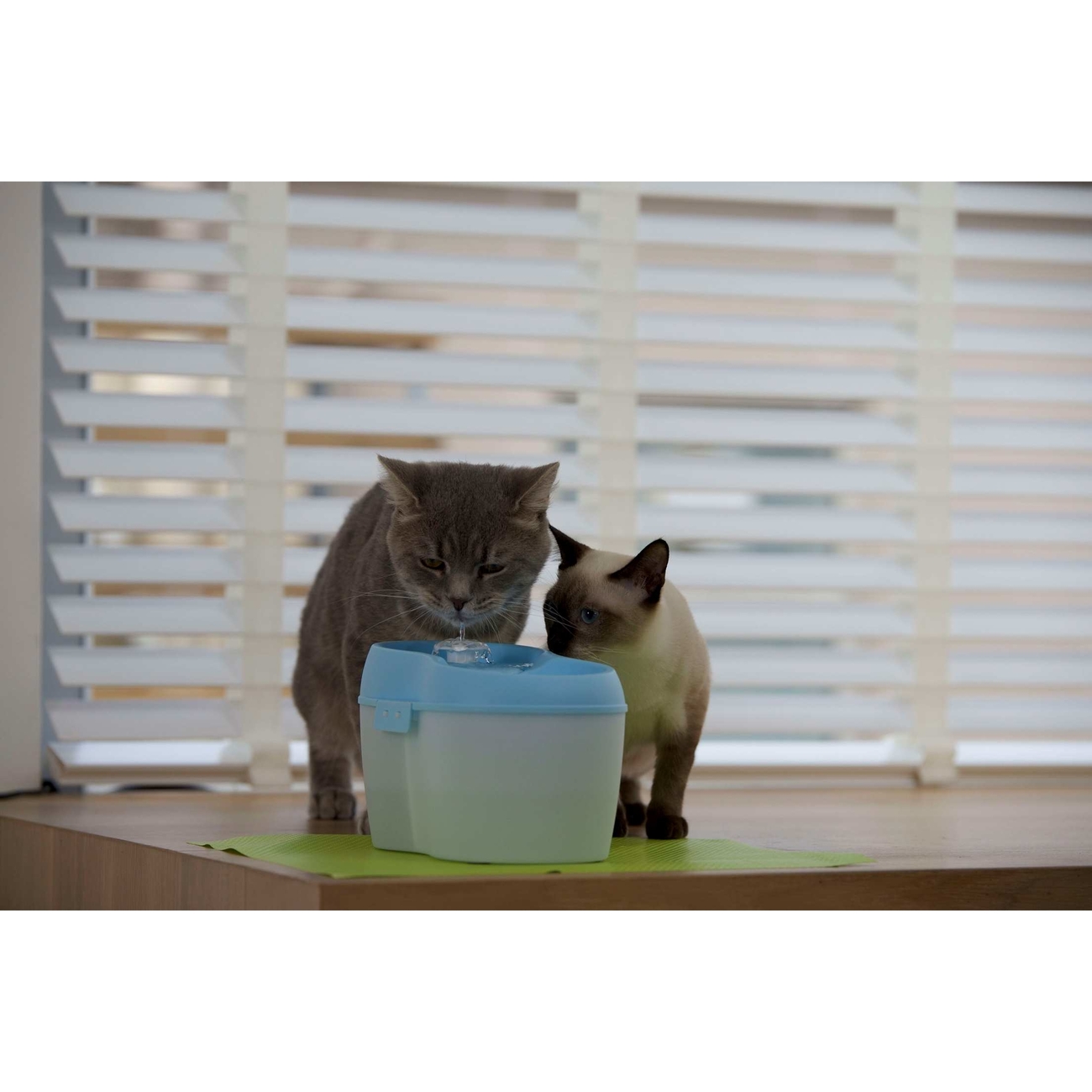 Katzentrinkbrunnen mit Zahnpflege Bild 6