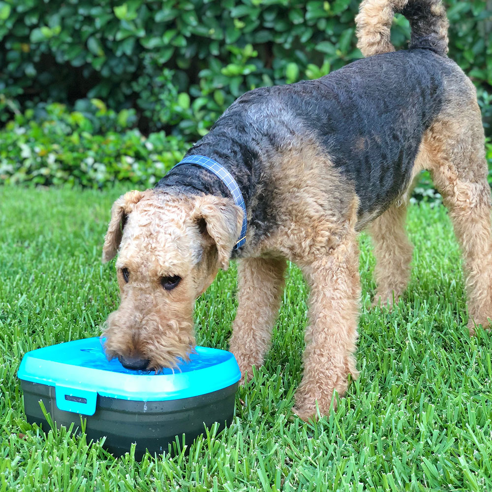 Mobiler Hunde Trinkbrunnen Bild 3