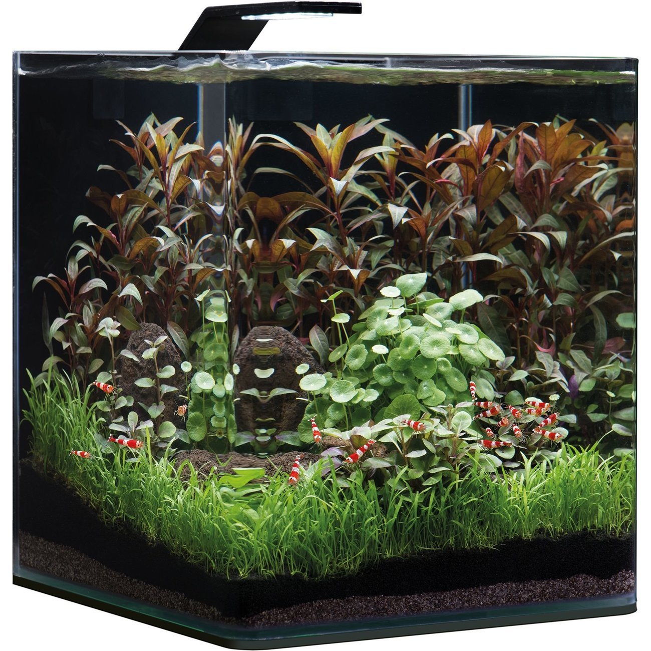 Dennerle NanoCube Basic Style LED Aquarium Bild 6