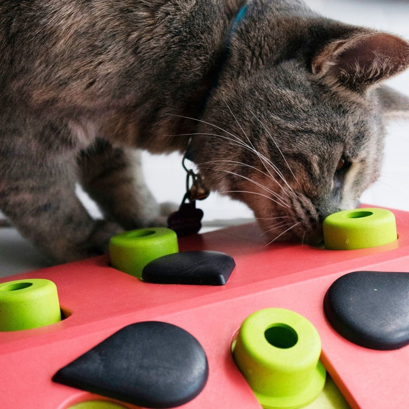 Katzen Puzzle Melon Madness Bild 3