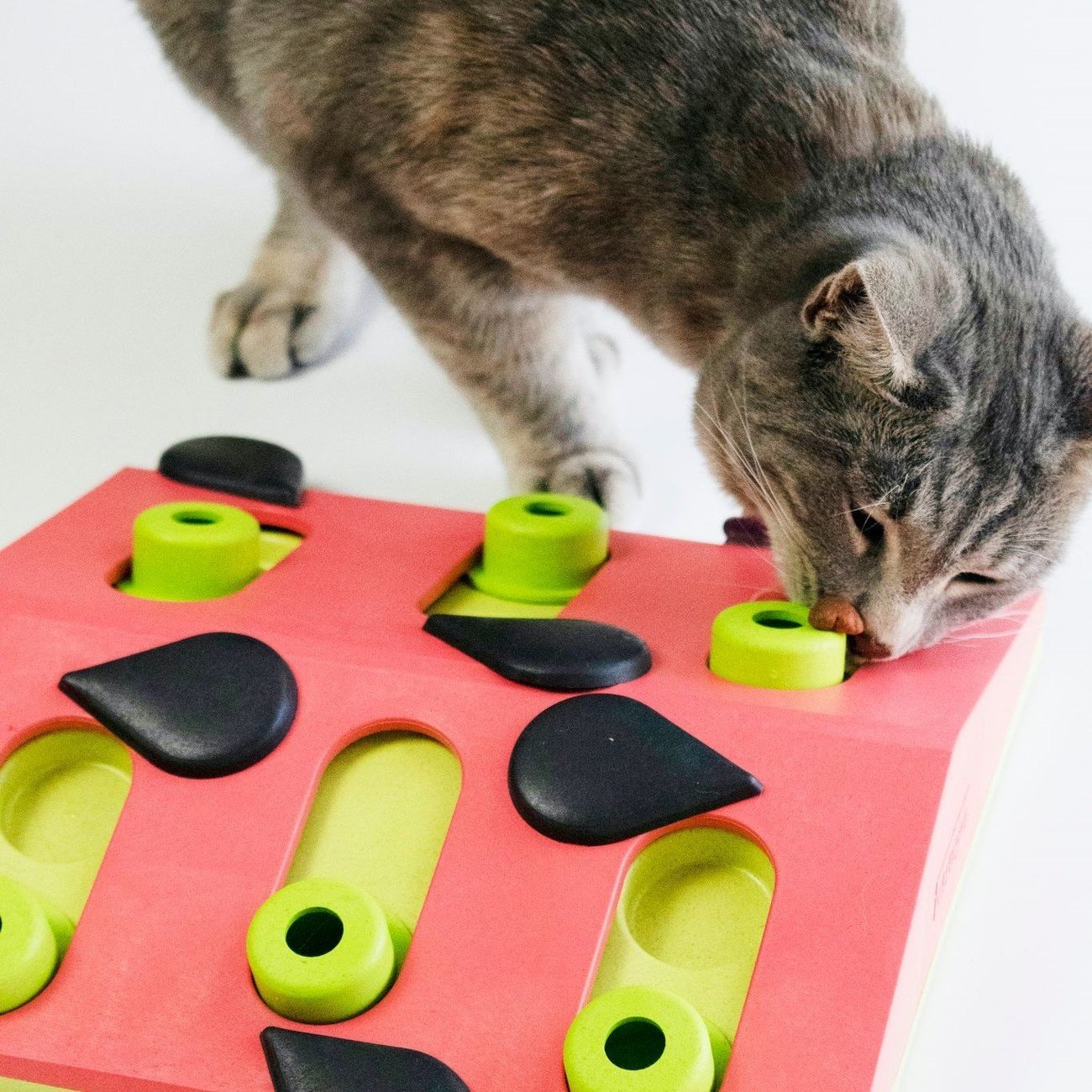 Katzen Puzzle Melon Madness Bild 6