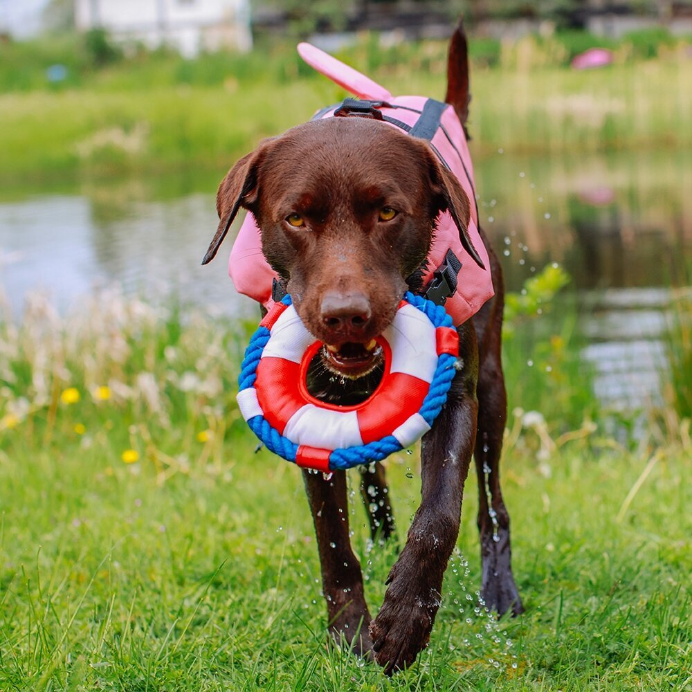 Hunde Schwimmweste Sharki mit Haifischflossen Bild 3