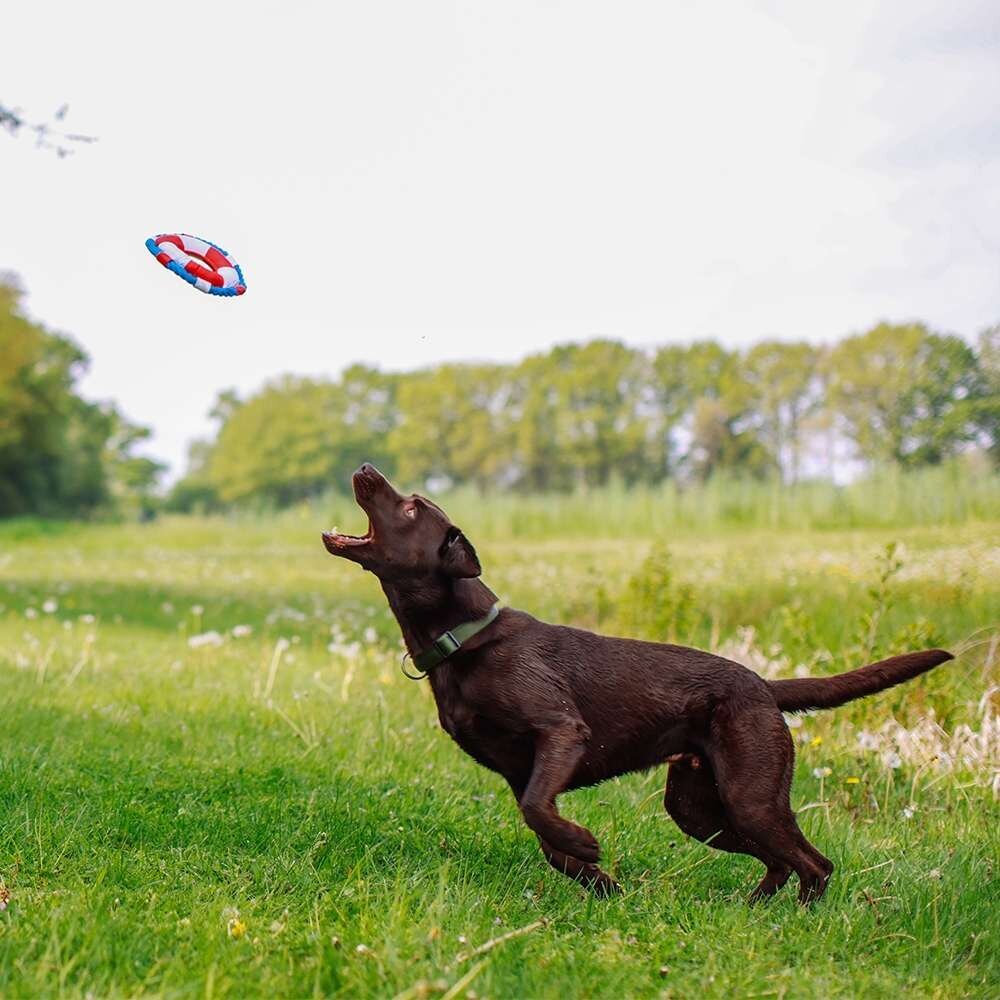 Hundespielzeug Rettungsring mit Seil Floating Bild 4