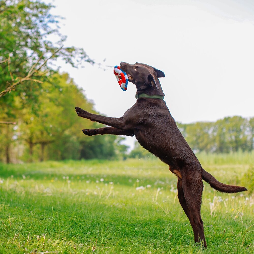 Hundespielzeug Rettungsring mit Seil Floating Bild 5