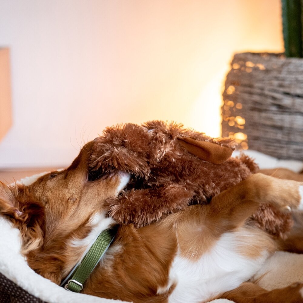 Plüsch Hund Schlappi Hundespielzeug Bild 3