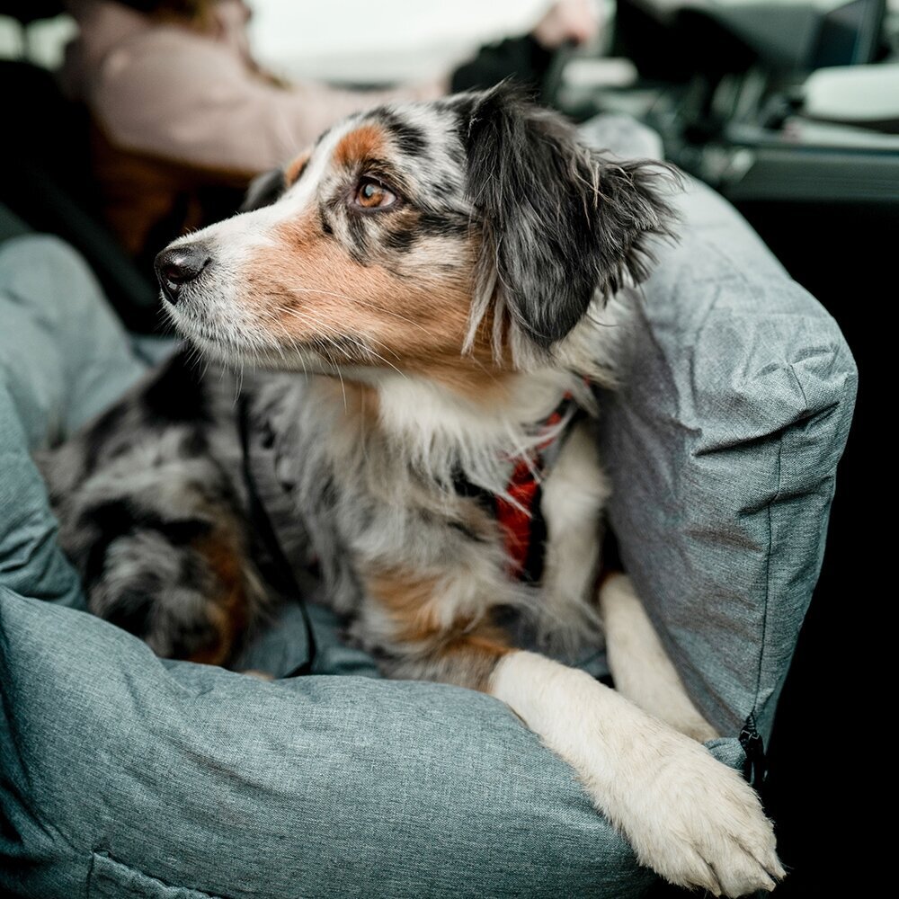 Autobett, Reisebett Bena für Hunde Bild 5