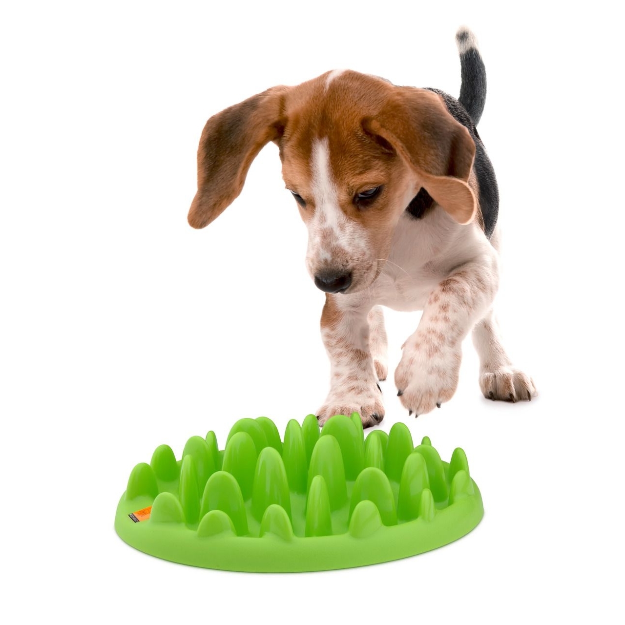 Northmate Green Mini Hundenapf Bild 5