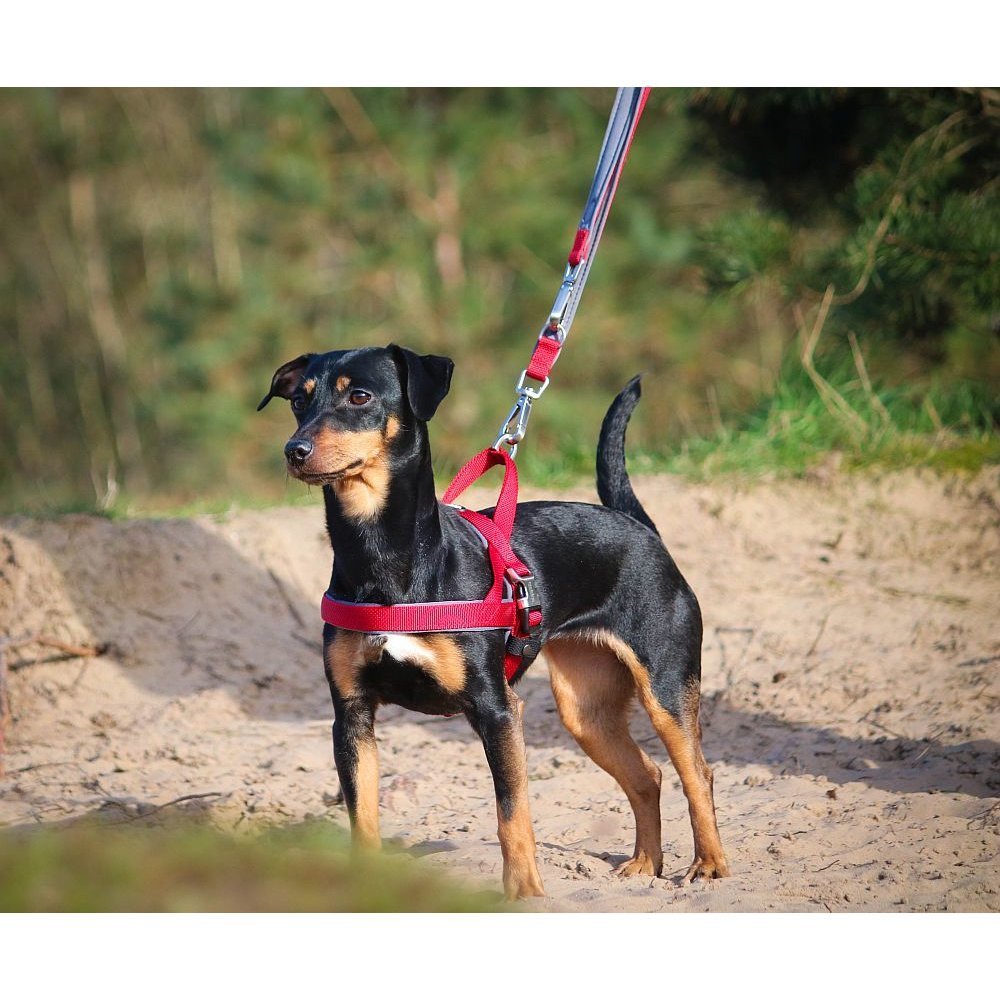 Norwegergeschirr Hunde Classic Preno Royal Bild 3