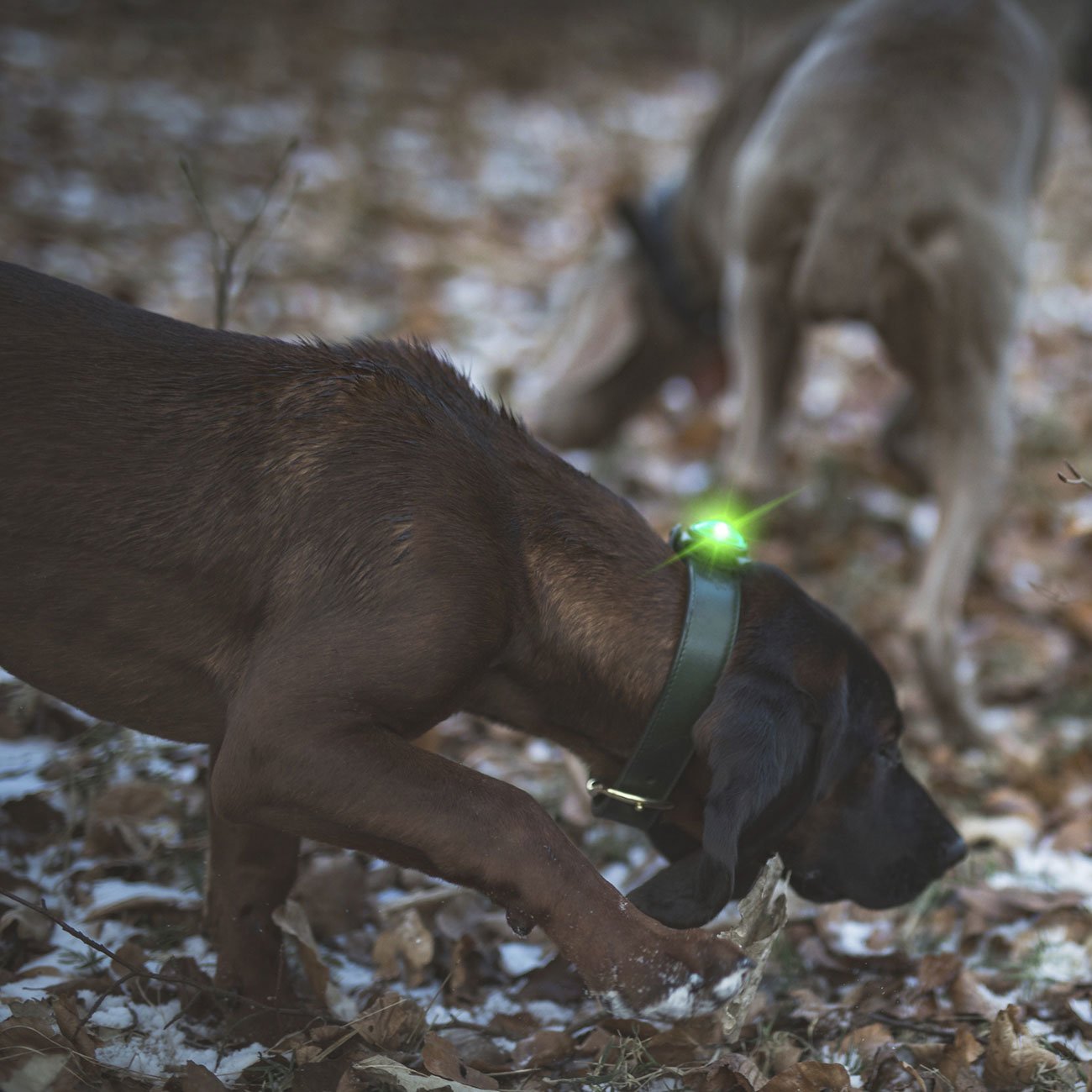 Orbiloc Dog Dual Safety Light Hundelicht Bild 49