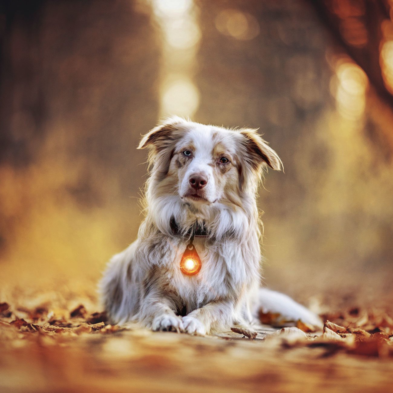 Orbiloc Dog Dual Safety Light Hundelicht Bild 9