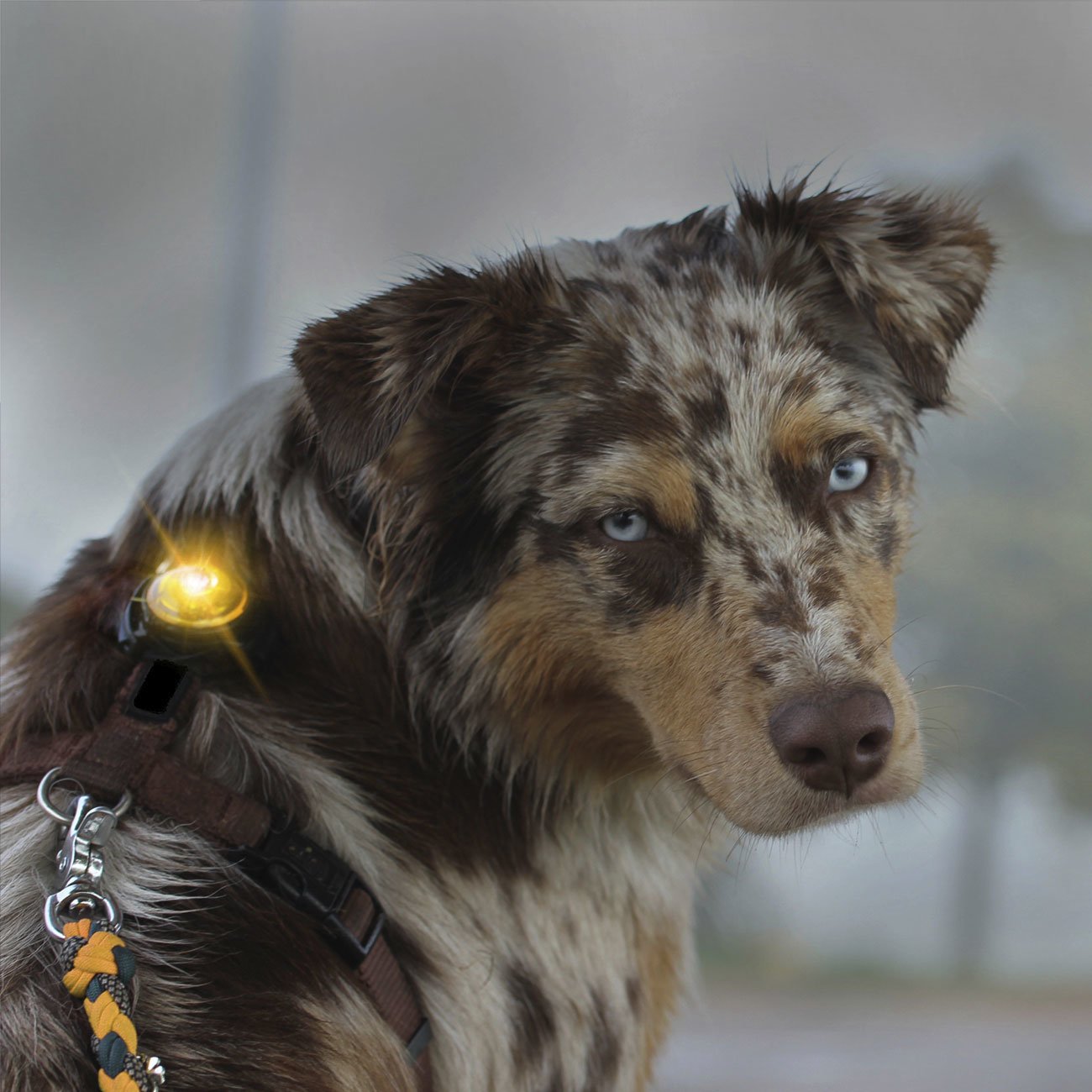 Orbiloc Dog Dual Safety Light Hundelicht Bild 45