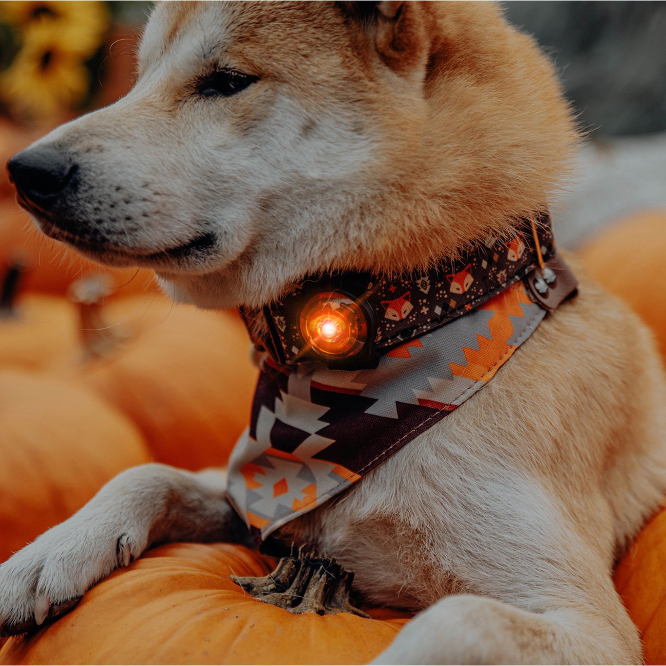 Orbiloc Dog Dual Safety Light Hundelicht Bild 13