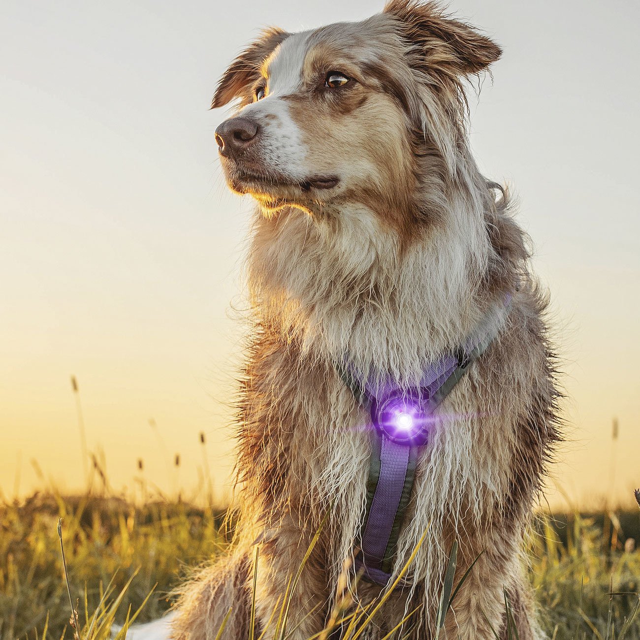 Orbiloc Dog Dual Safety Light Hundelicht Bild 16