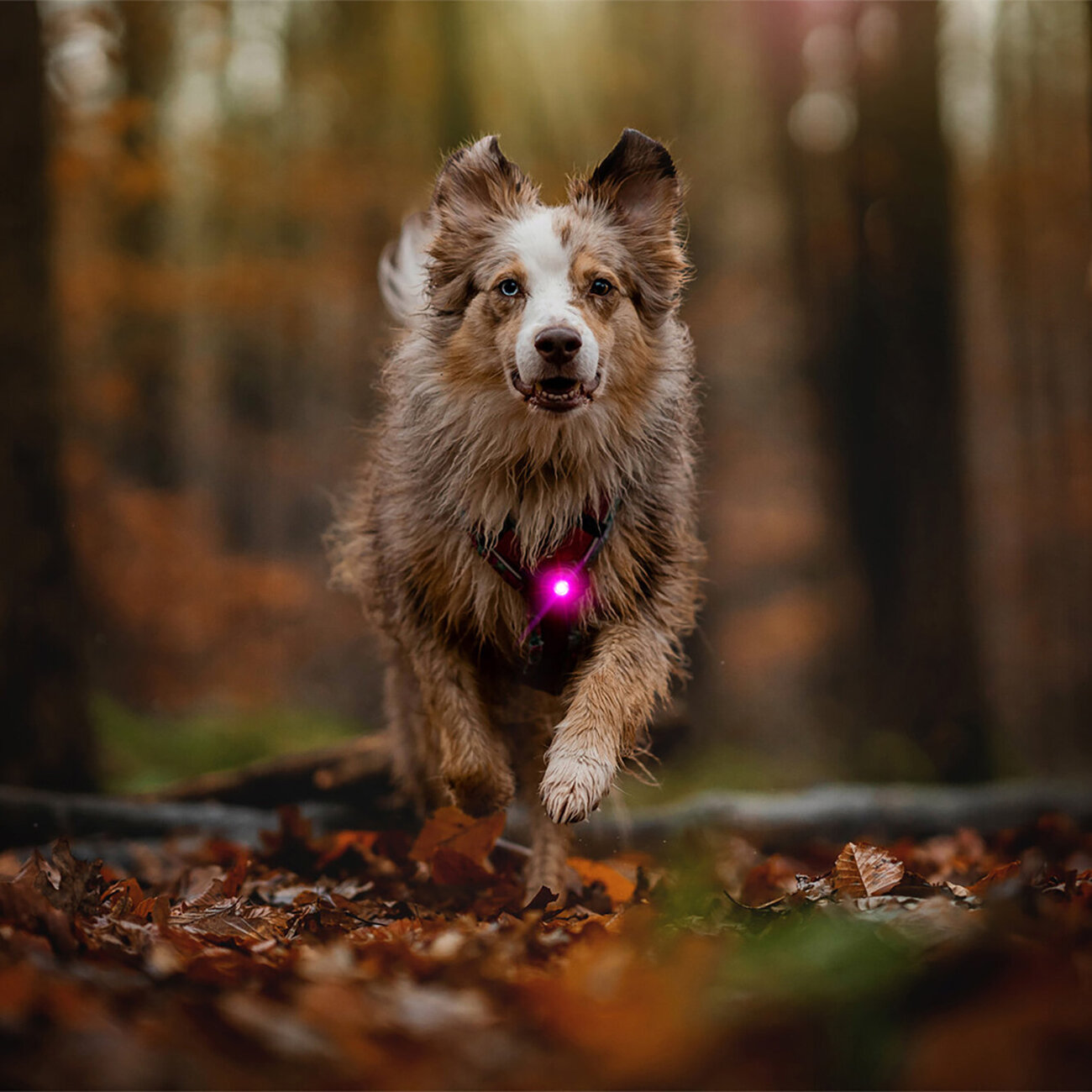 Orbiloc Dog Dual Safety Light Hundelicht Bild 26
