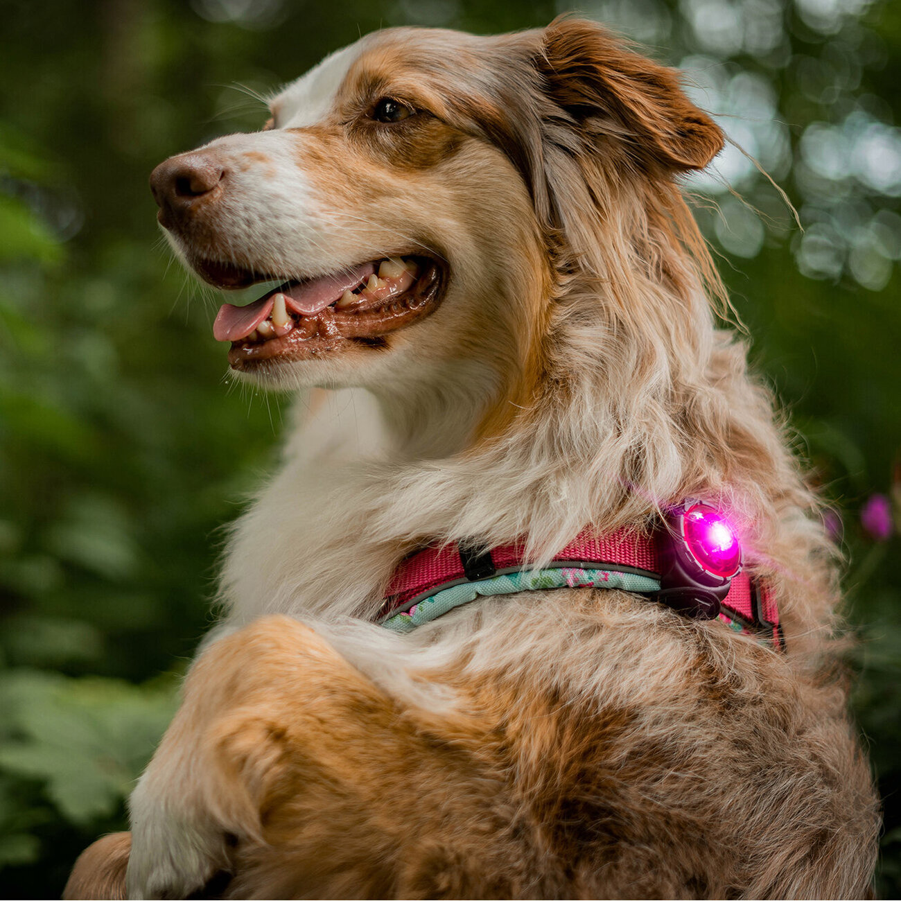 Orbiloc Dog Dual Safety Light Hundelicht Bild 28