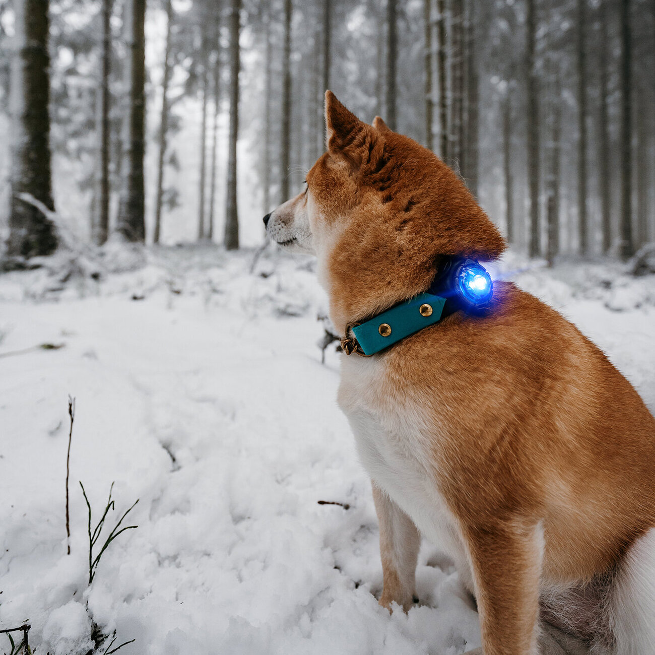 Orbiloc Dog Dual Safety Light Hundelicht Bild 19