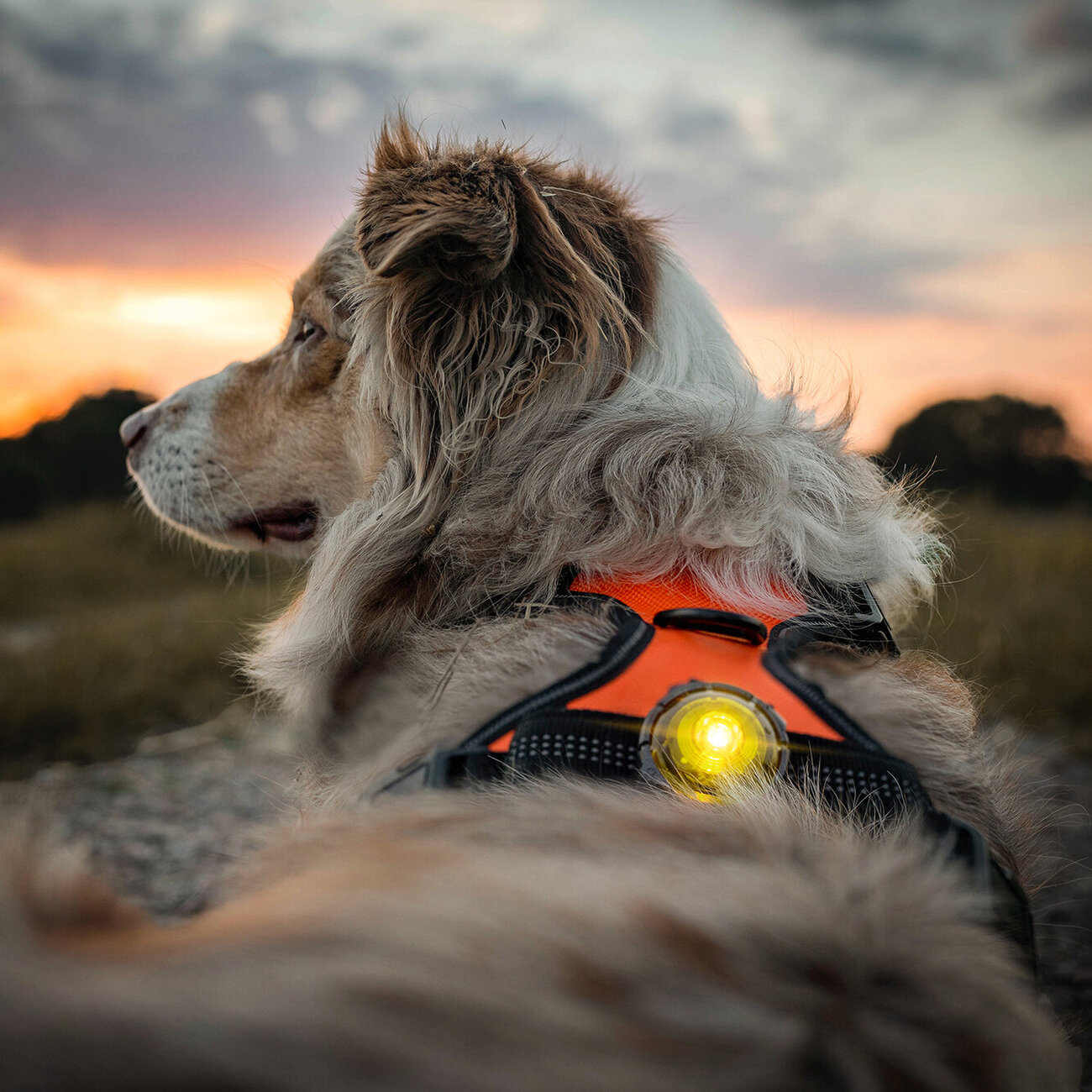 Orbiloc Dog Dual Safety Light Hundelicht Bild 44