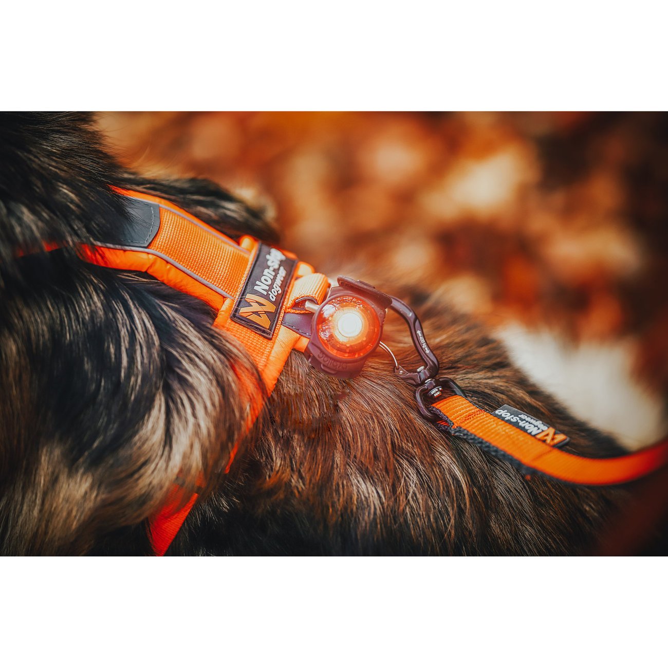 Orbiloc K9 Active Doppelpack Bild 10