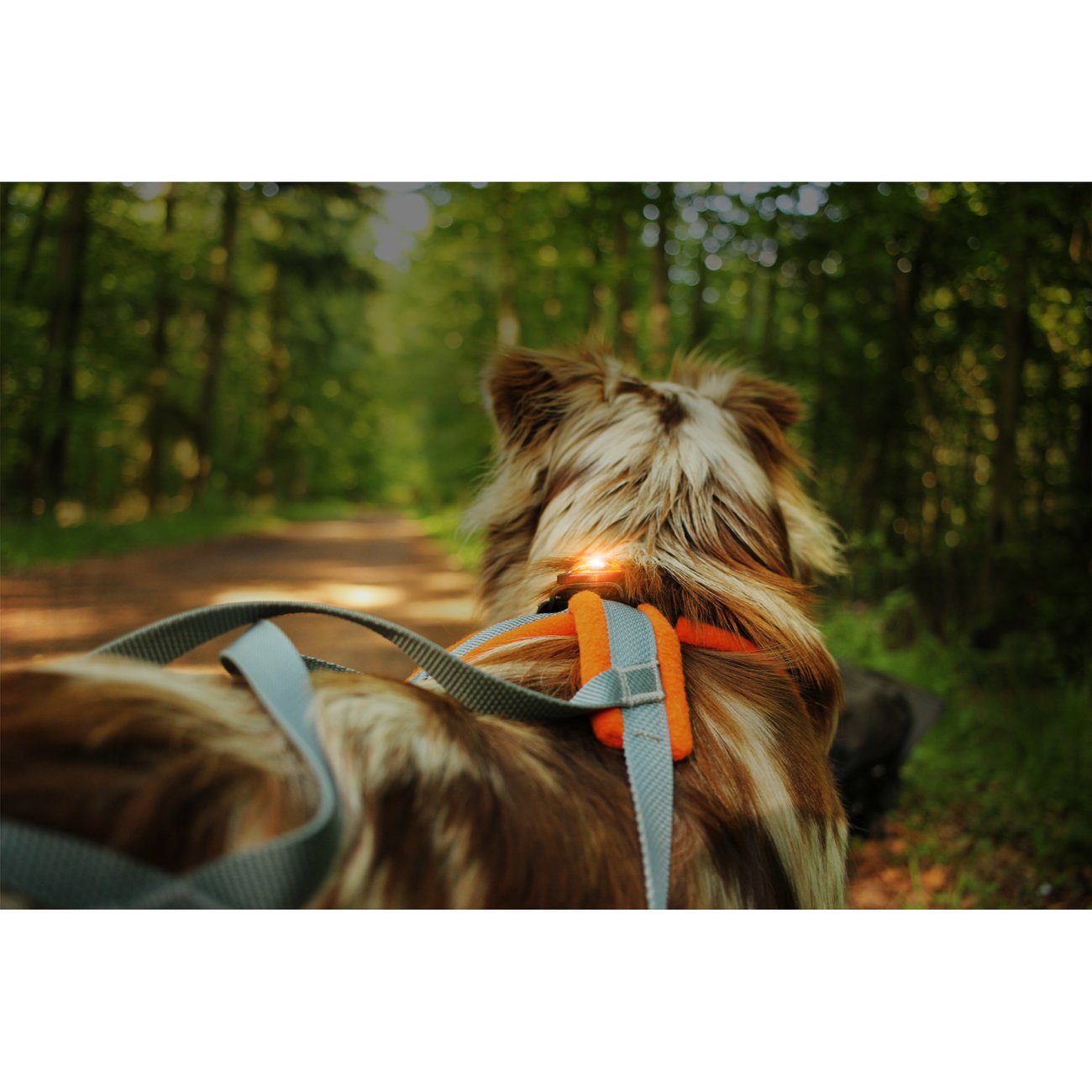 Orbiloc K9 Active Doppelpack Bild 12