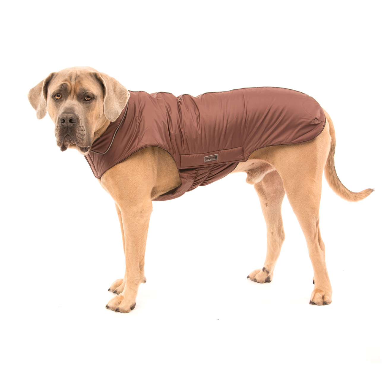 Outdoorjacke Jack für Hunde Bild 11