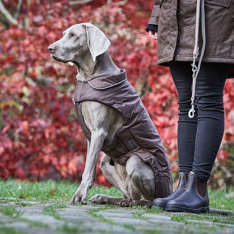 Outdoorjacke Jack für Hunde Bild 2