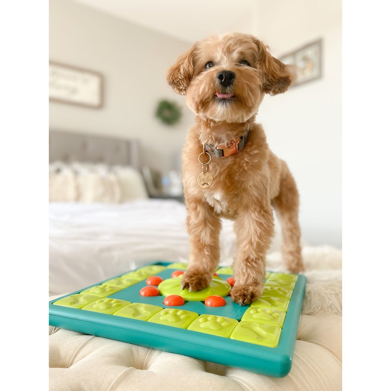 Multi Puzzle Intelligenzspielzeug Bild 2