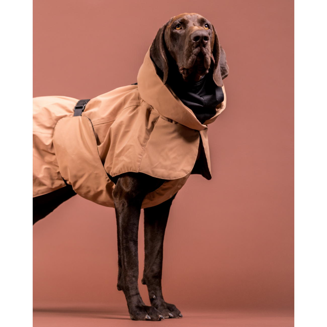 Hochreflektierender Hundewintermantel Wool Taupe Bild 7