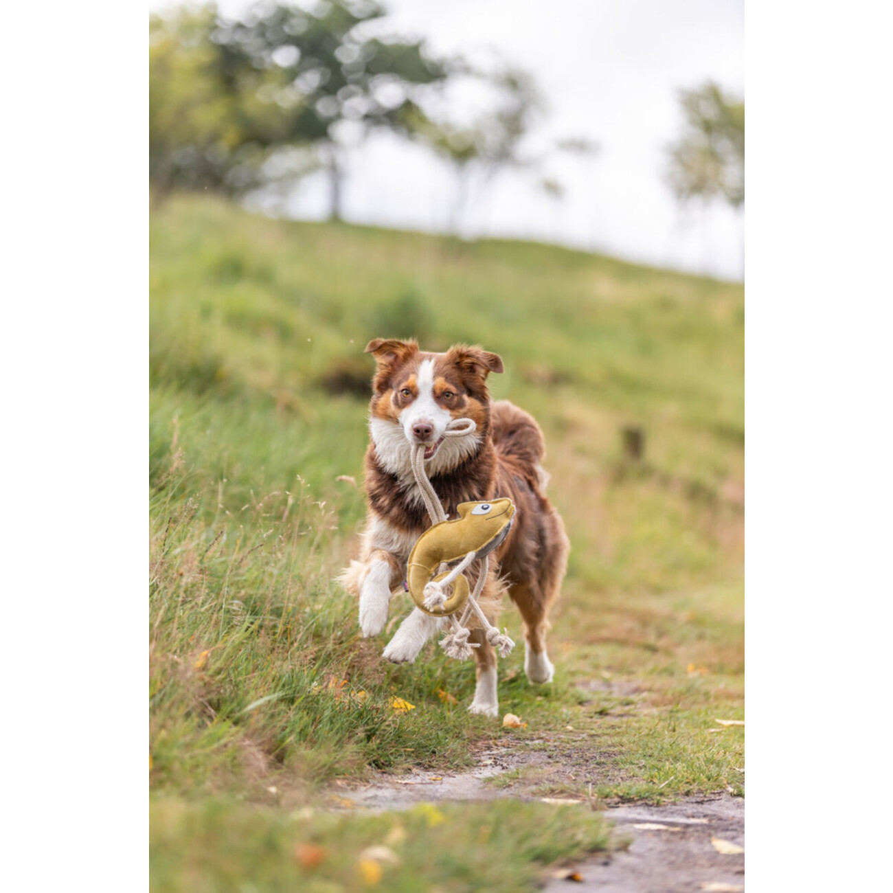 Hundespielzeug Chamäleon am Tau aus Echtleder Bild 2