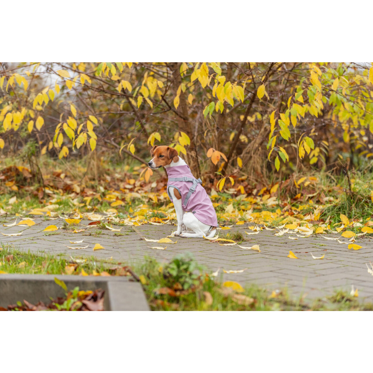 Geschirrmantel Regenmantel für Hunde Pontis Rain Bild 11