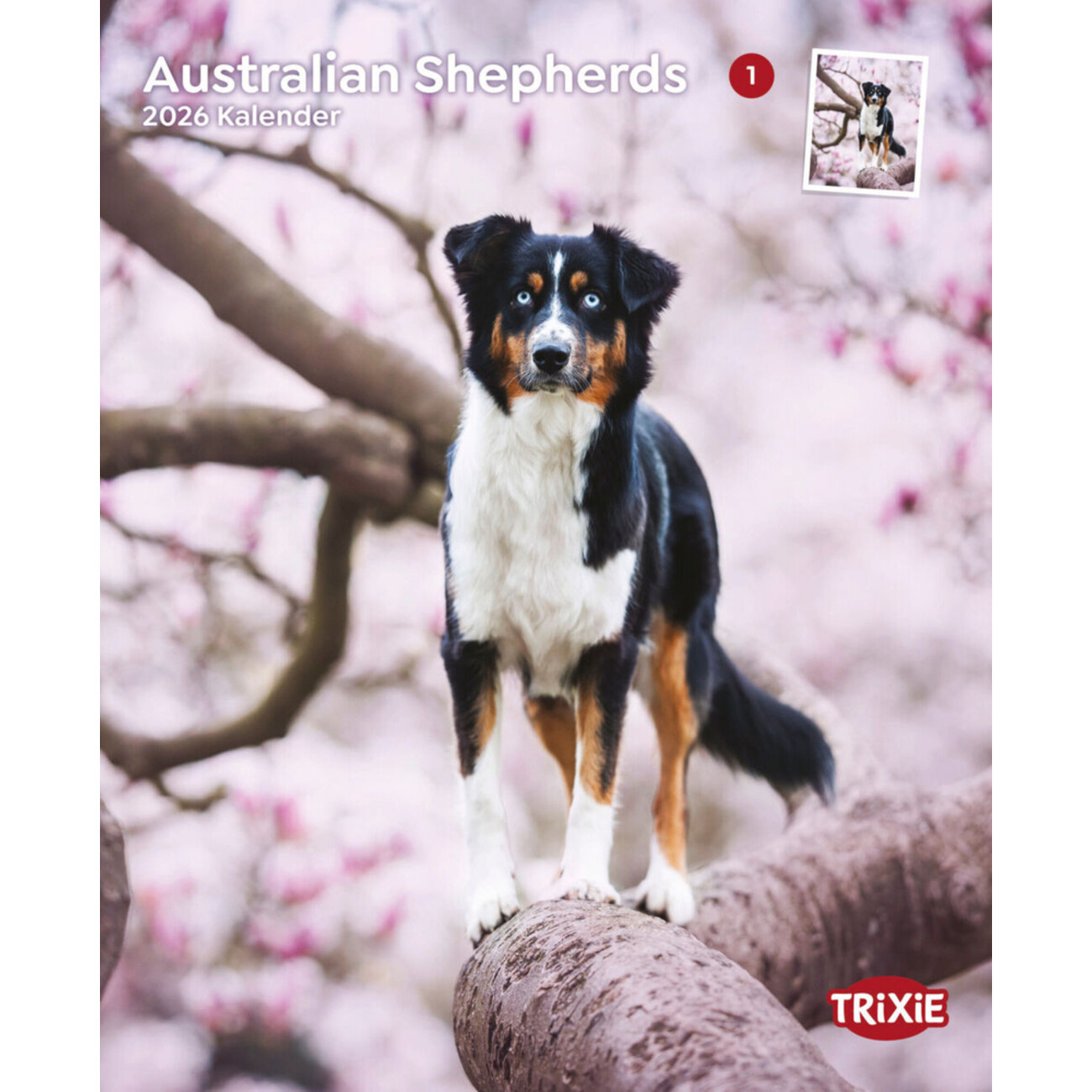 2026 Kalender Australian Shepherd Bild 1