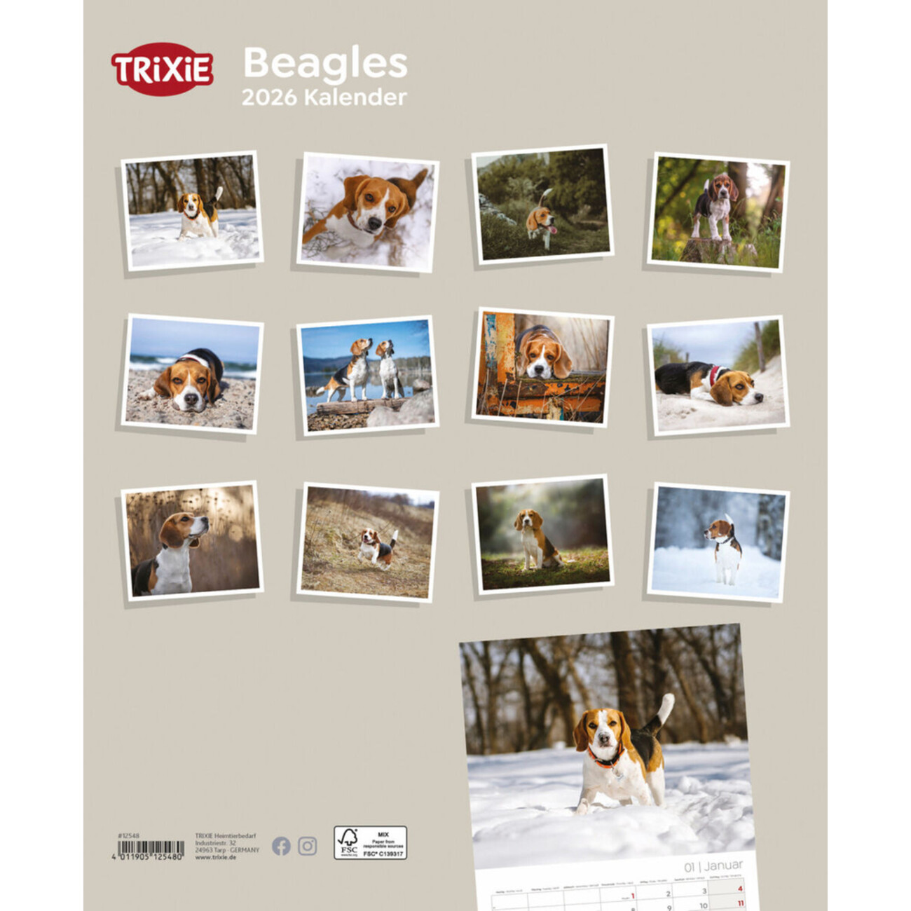 2026 Hundekalender Beagle Bild 2