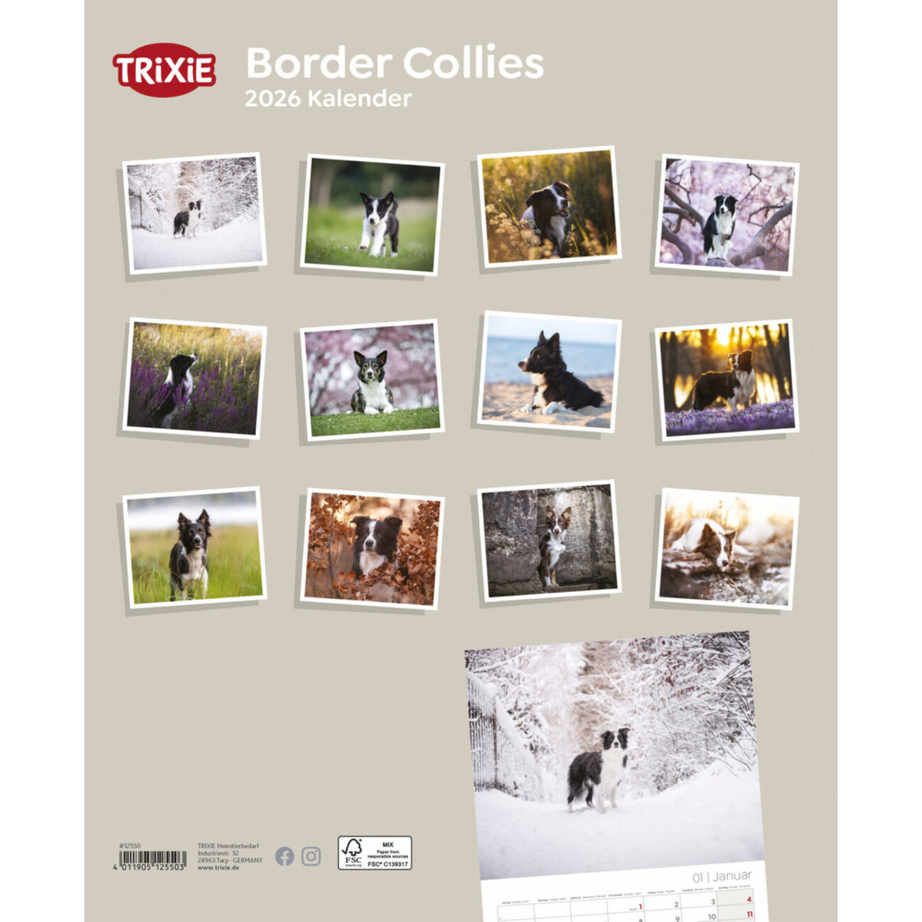 2026 Kalender Border Collies Bild 2