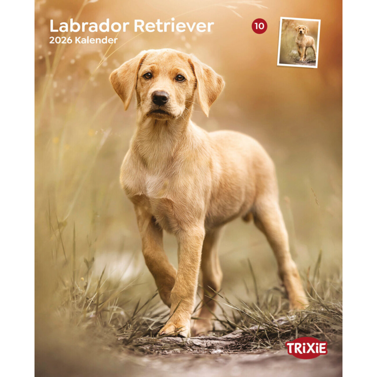 2026 Hundekalender Labrador Retriever Bild 1