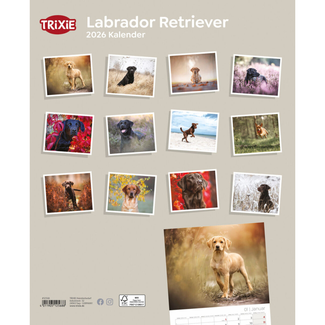 2026 Hundekalender Labrador Retriever Bild 2