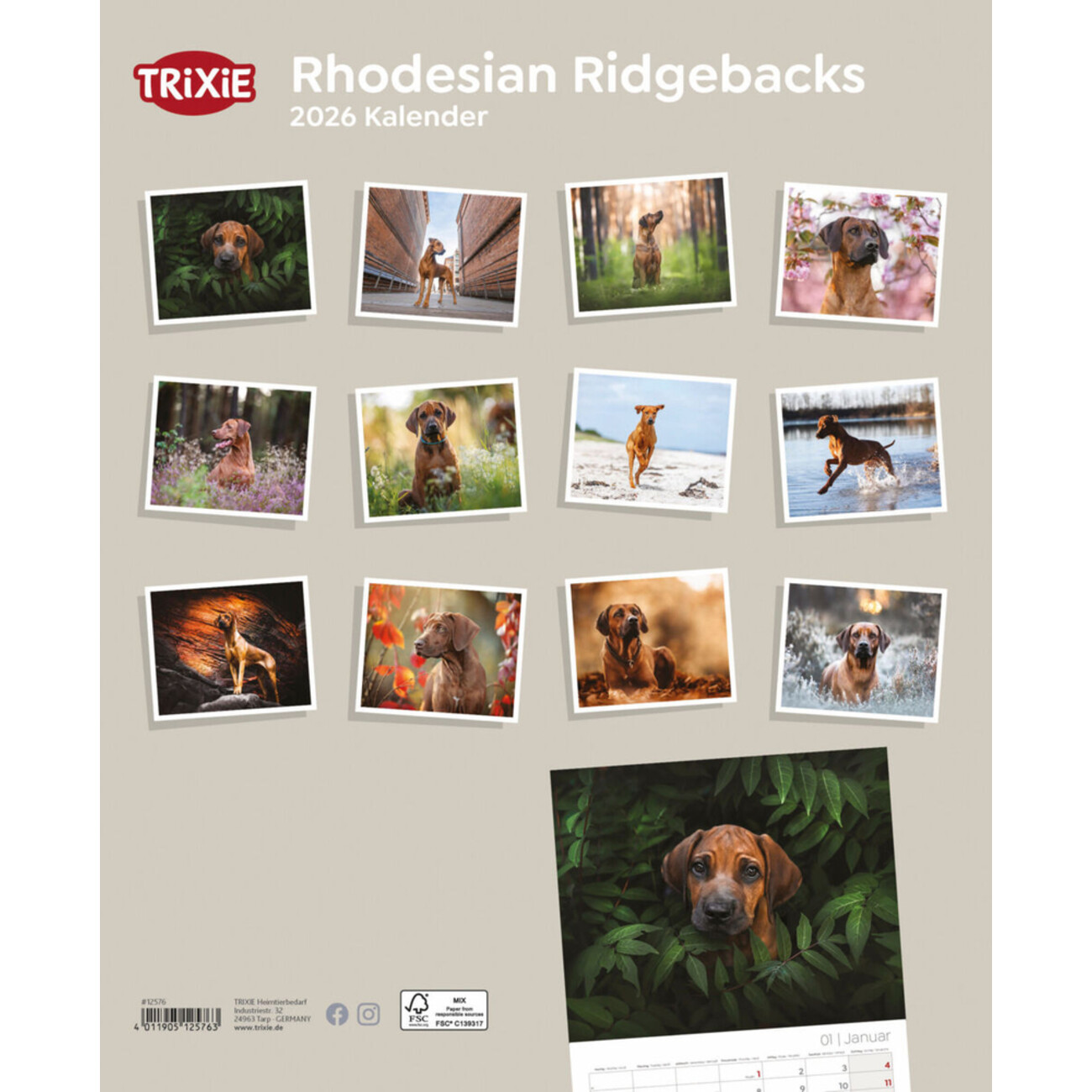 2026 Kalender Rhodesian Ridgebacks Bild 2