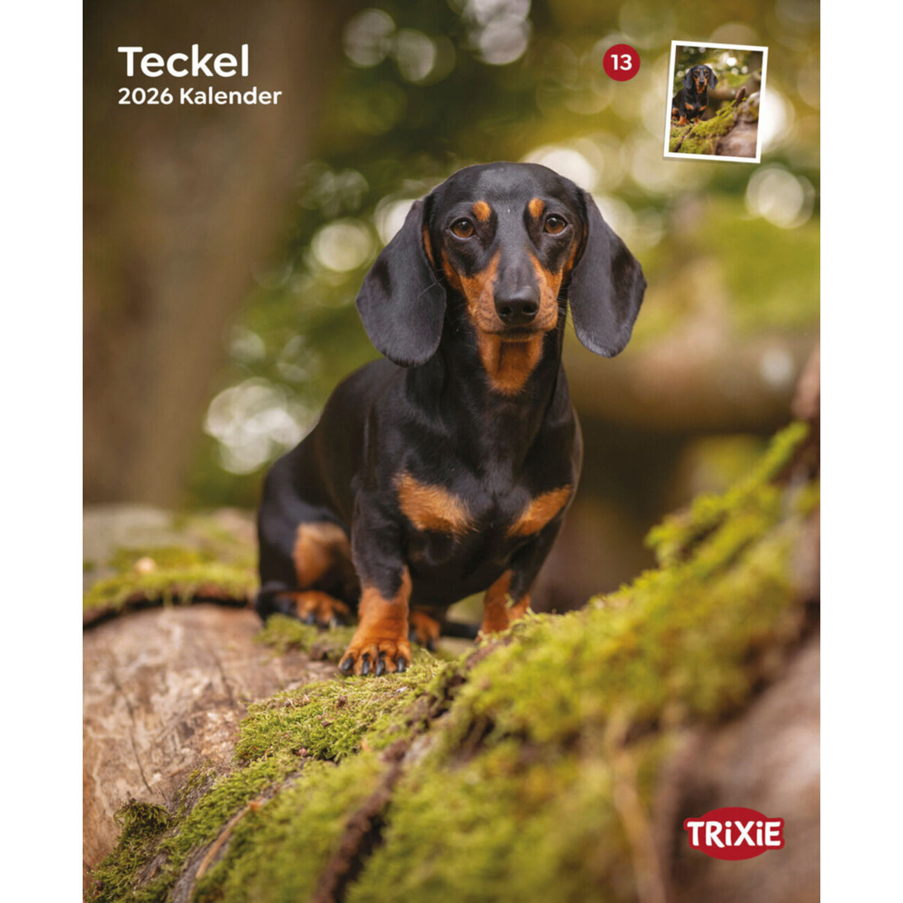 2026 Kalender Teckel Dackel Bild 1