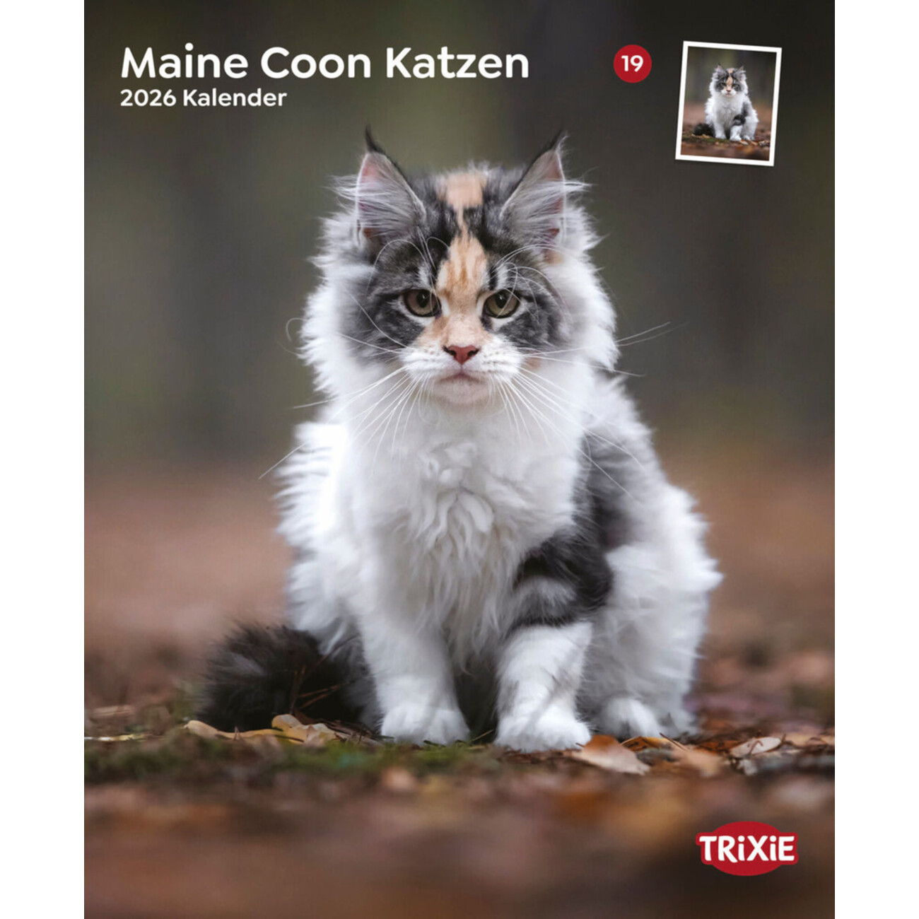 2026 Kalender Maine Coon Katzen Bild 1