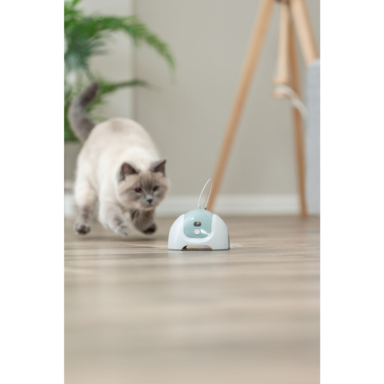 Katzenspielzeug Catch Me mit Motor und Fernbedienung Bild 5