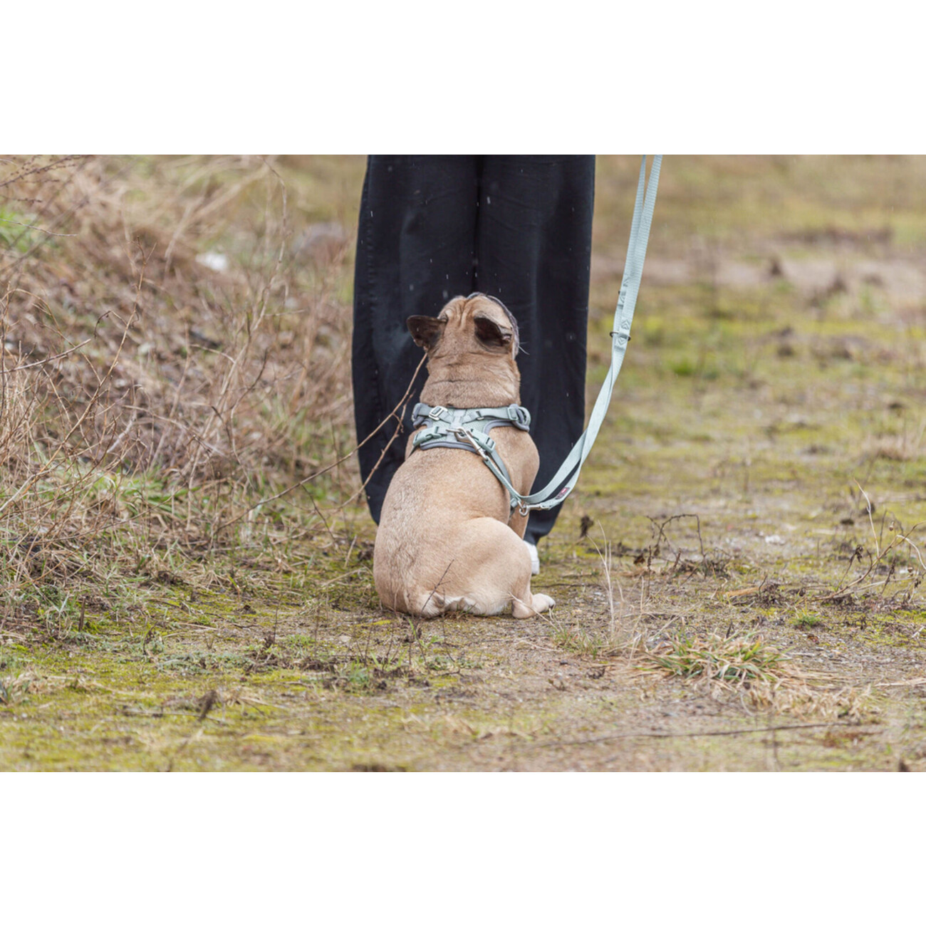 Premium FlexMesh Geschirr, wide fit spezieller Schnitt für kurze, kompakte Hunde, z. B. Möpse & Bulldoggen Bild 8