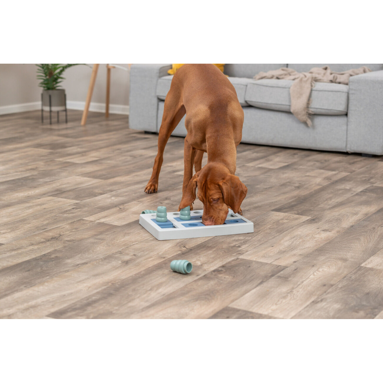 Dog Activity Strategiespiel Chess für Hunde Bild 2