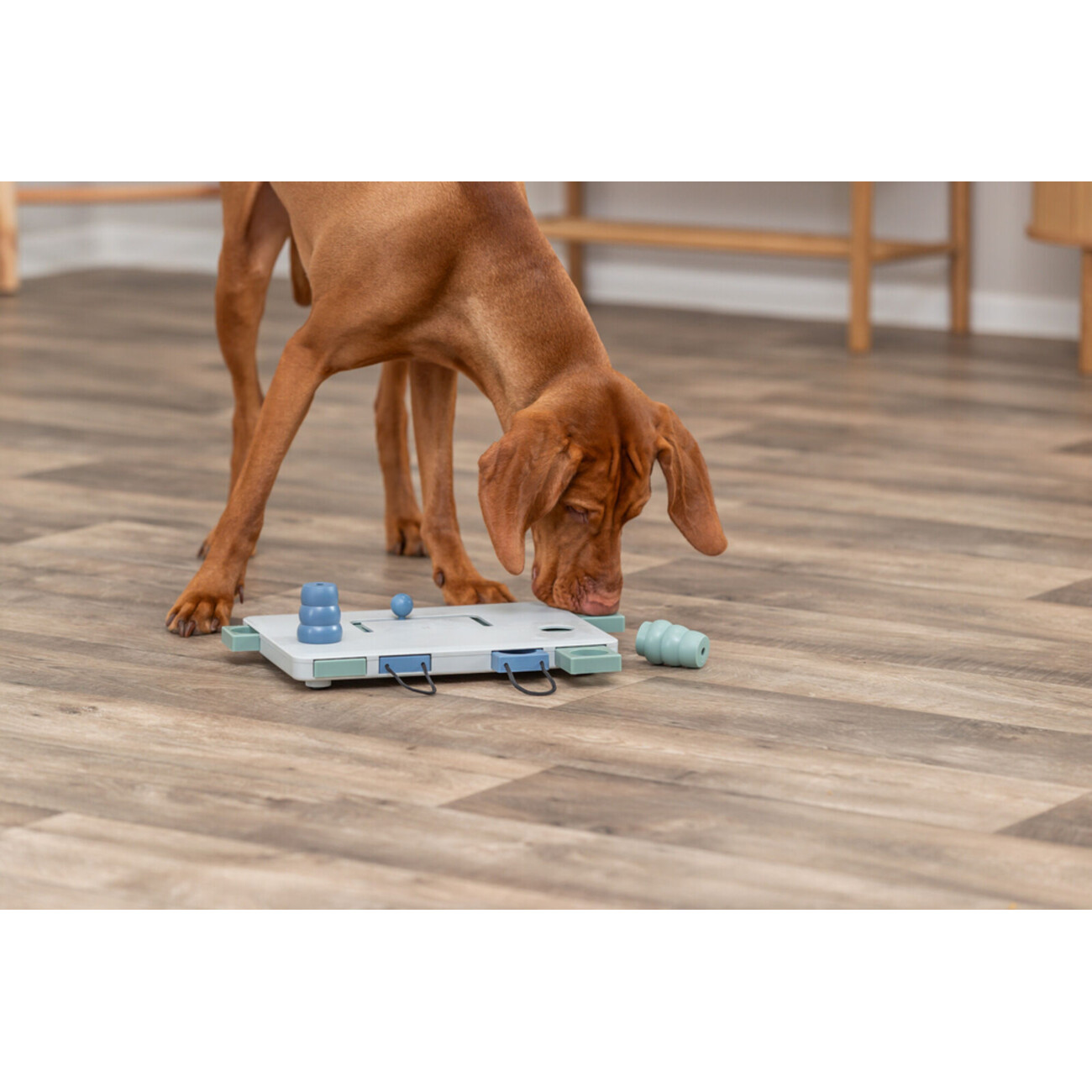 Dog Activity Strategiespiel Move2Win für Hunde Bild 2