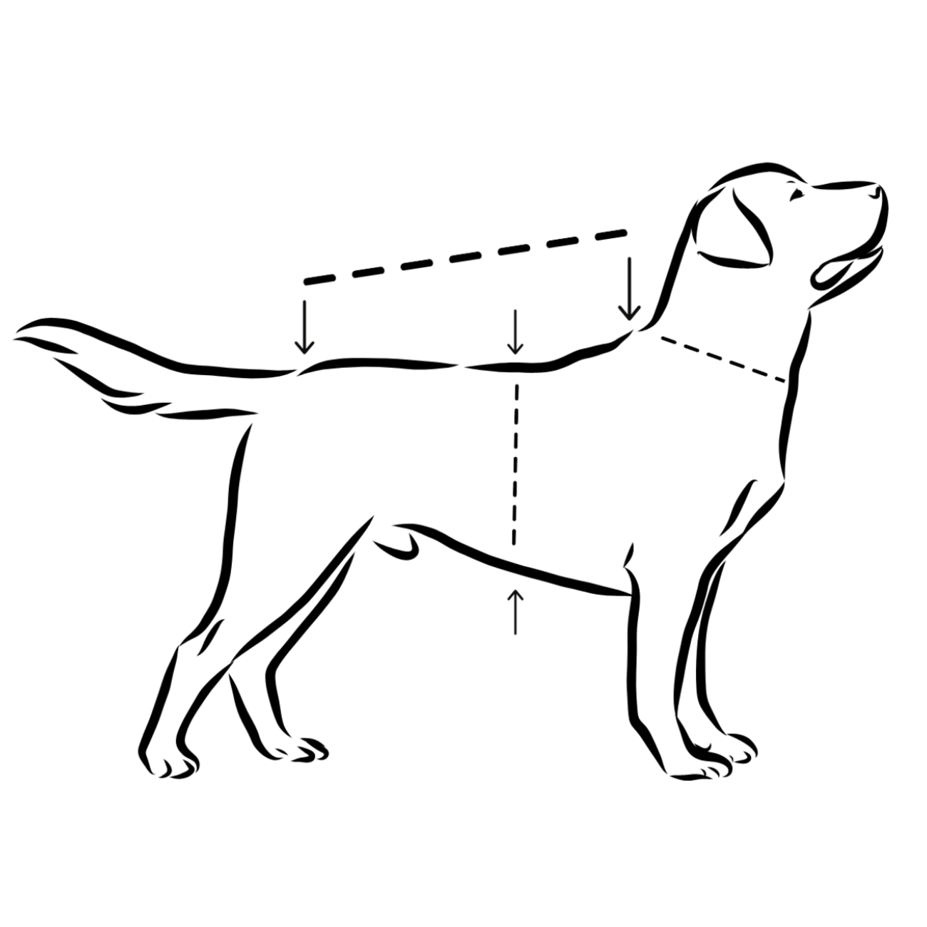 Hochreflektierender Hundewintermantel Bild 4
