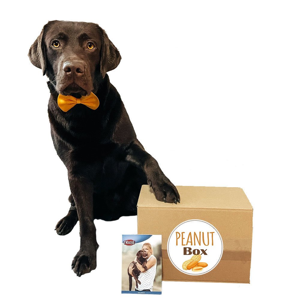 Überraschungsbox Peanut für Hunde Bild 3