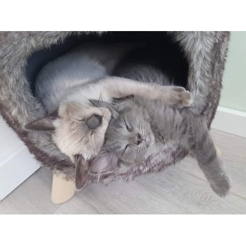 Katzenhöhle und Hocker Victoria Bild 7