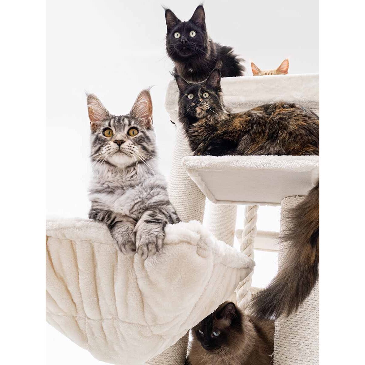 Luxus Kratzbaum Riverview Bild 3