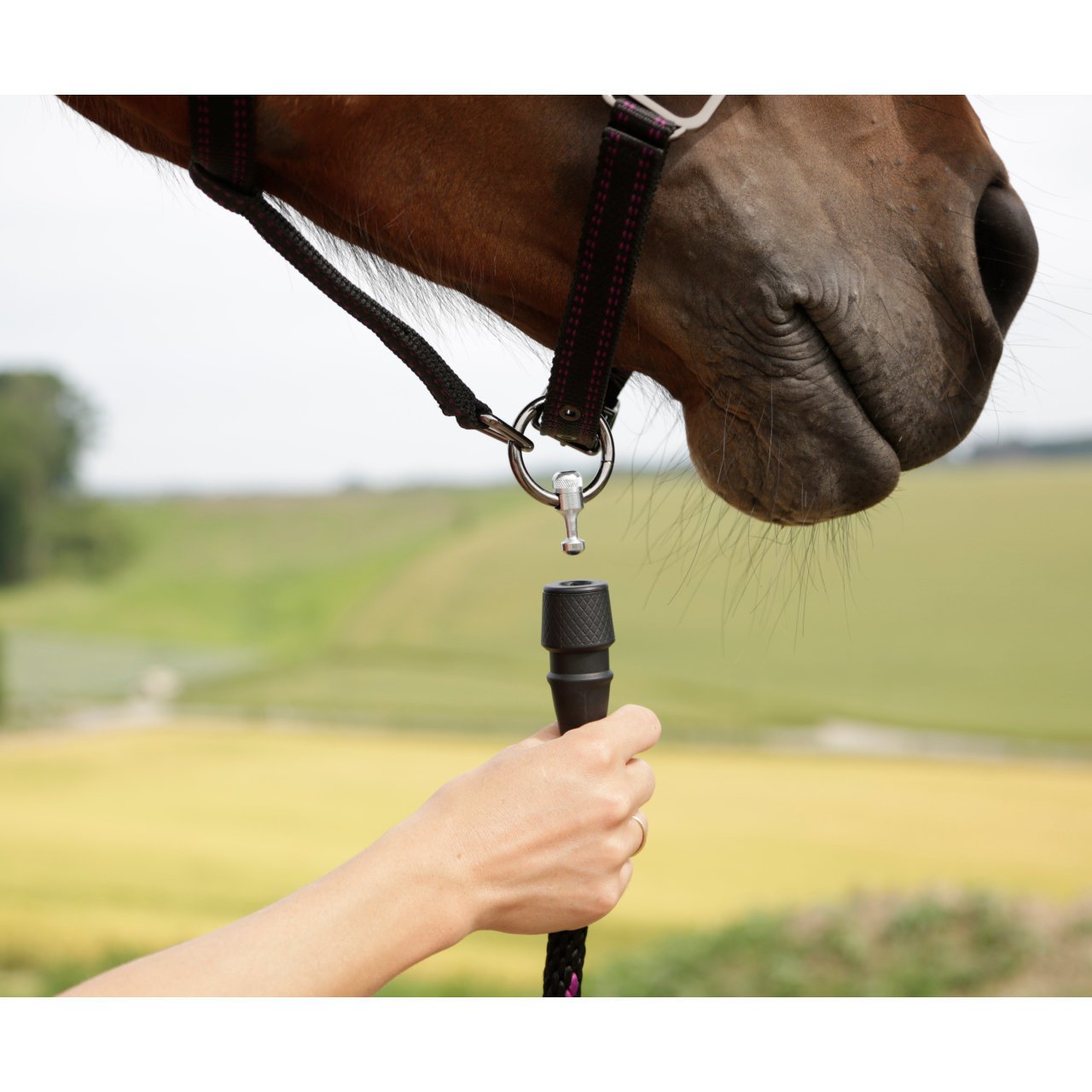 Pferdehalfter für GoLeyGo 2.0-System Bild 6